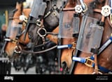police-horses-wearing-riot-armor-JGR9EM