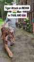 tiger attacks indian_thumb.jpg