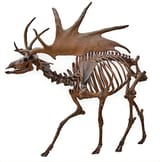 Irish_Elk_Side_(white_background)