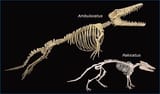 Evolution of whales