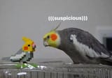 (((Suspicious)))