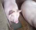 :pig video:_thumb.jpg