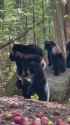 bearposters when they realize its Burdsday_thumb.jpg
