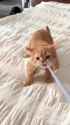 tug of war kot_thumb.jpg