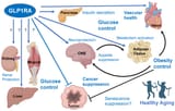 GLP1 receptor agonism effects