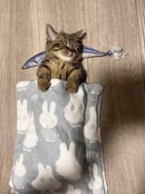 kot poofted