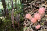 My Favourite Monotropes 2