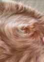 swirly kot_thumb.jpg