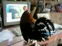 chicken wants proofs_thumb.jpg