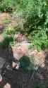 Fertiliser Ivan 2_thumb.jpg