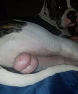 DogBalls