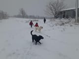 SnowDay