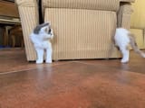 longkitten