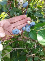 Blueberries2