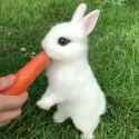 Rabbit eating carrot_thumb.jpg