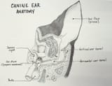 canine-ear-anatomy1