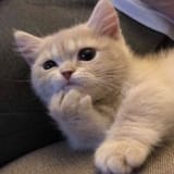 pondering-kitten