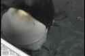 videoplayback (3)_thumb.jpg