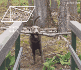 dog math