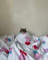 smuggest comfiest kot