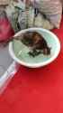 kot_world_its_turtles_all_the_way_down_thumb.jpg