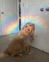 sun dog2