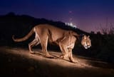 Mountain Lion of Hollywood