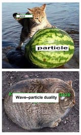 wave_particle_duality_cat_watermelon