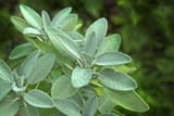 sage_1