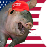 maga pig says