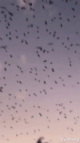 burds on their way to post on burdsday