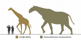 Paraceratherium &amp; Giraffe