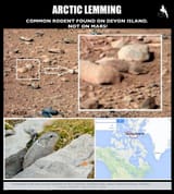 lemming on mars