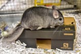 chinchilla