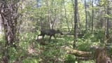 moose_01 - Copy