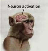 neuron_activation