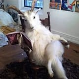 Goatpost