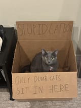 dum_kot_bawks