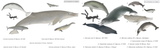 Basal Mysticetes &amp; Basal Odontocetes