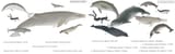 Basal Mysticetes &amp; Basal Odontocetes
