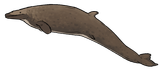 Dorudon serratus