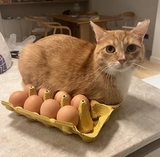 EGGKOT08