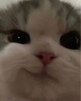 kici