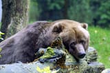 SADBEAR03