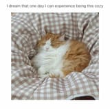 cozycat