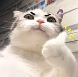 thumbs up kot