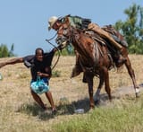 USBP horseback