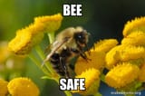 bee-safe-2259a58b91