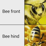 bee-front-bee-hind