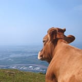 CalmCow